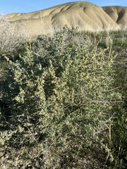 Atriplex spinifera