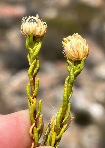 Fine Felicia (Felicia filifolia)