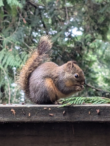Douglas's Squirrel observed by mpross