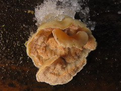 Skeletocutis amorpha