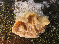 Skeletocutis amorpha