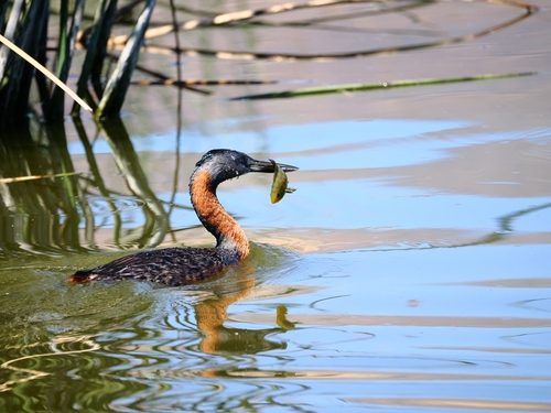Great Grebe (Podiceps major), photo 6