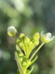 Lepidium jaredii album