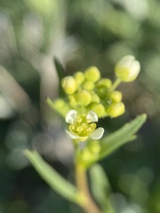 Lepidium jaredii album