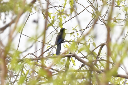 Black Scimitarbill (Rhinopomastus aterrimus), photo 8