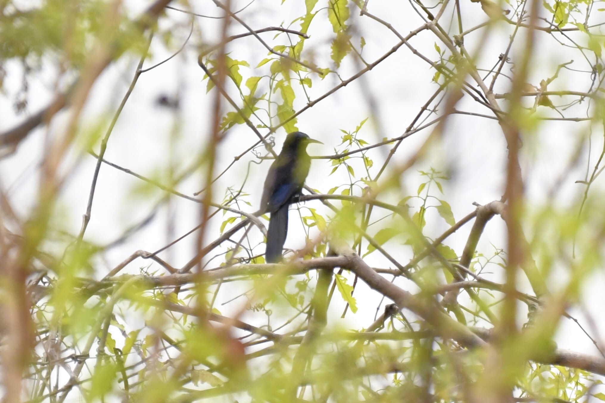 Black Scimitarbill (Rhinopomastus aterrimus), photo 9