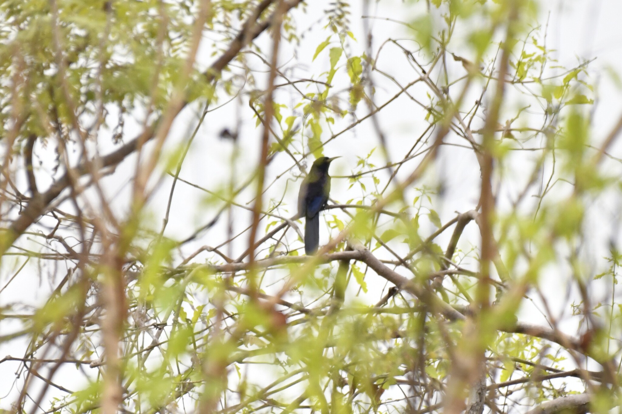 Black Scimitarbill (Rhinopomastus aterrimus), photo 10