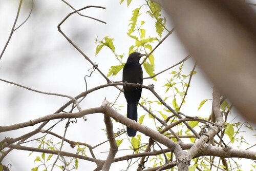 Black Scimitarbill (Rhinopomastus aterrimus), photo 6