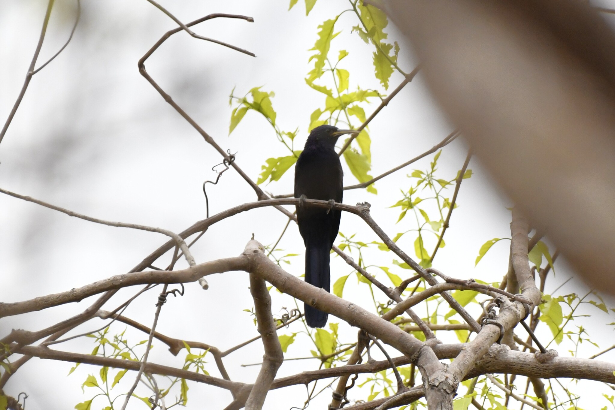 Black Scimitarbill (Rhinopomastus aterrimus), photo 7