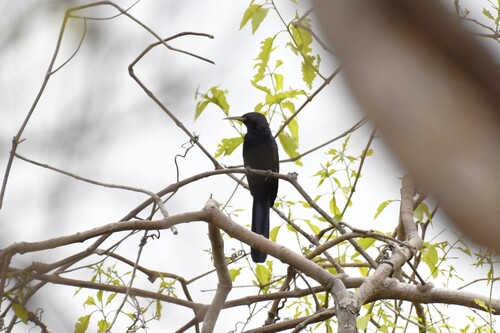Black Scimitarbill (Rhinopomastus aterrimus), photo 7