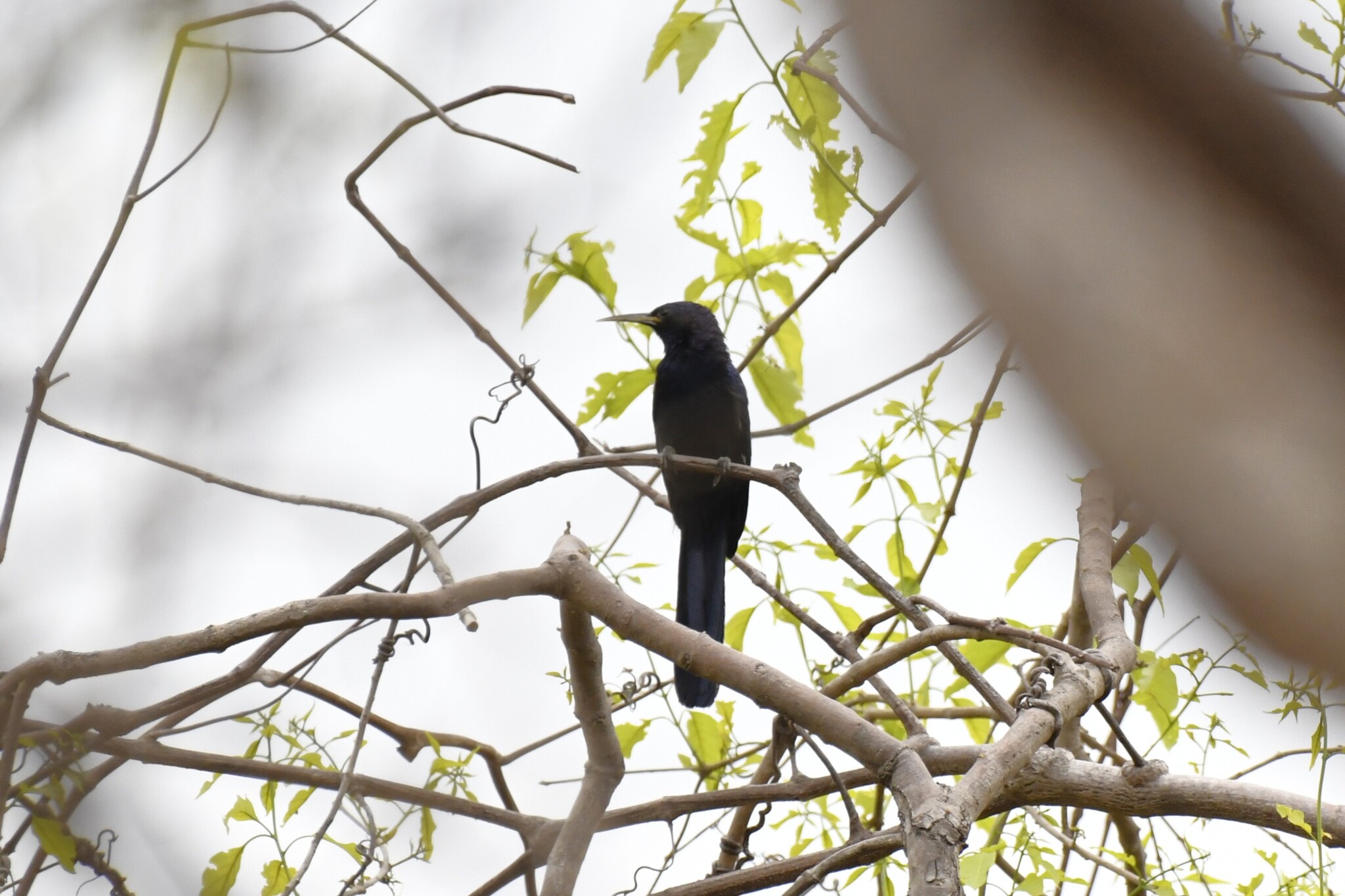Black Scimitarbill (Rhinopomastus aterrimus), photo 8