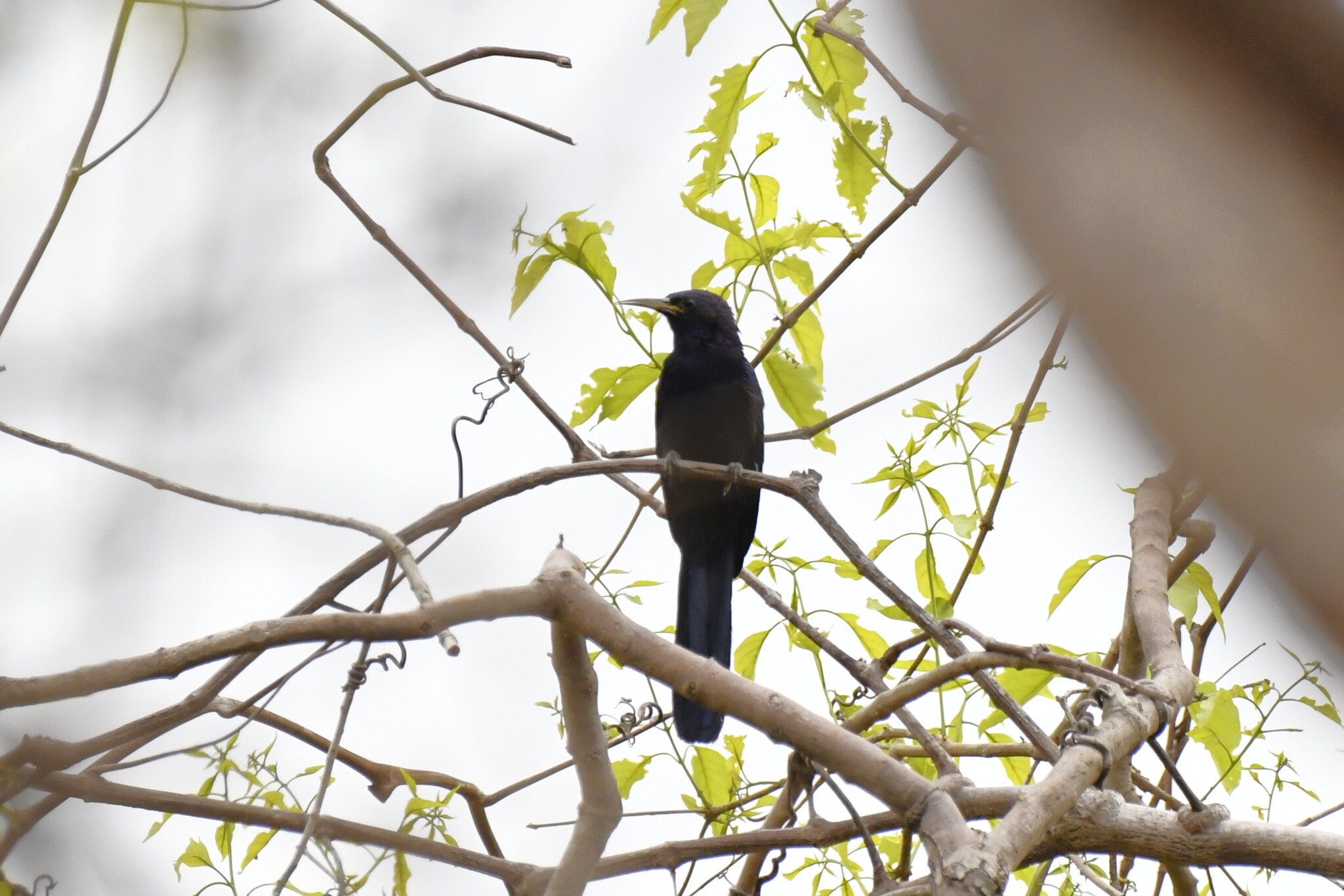 Black Scimitarbill (Rhinopomastus aterrimus), photo 2