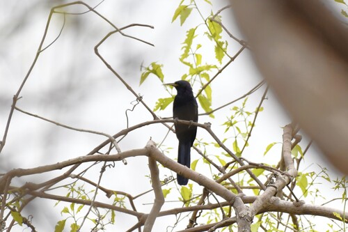 Black Scimitarbill (Rhinopomastus aterrimus), photo 5