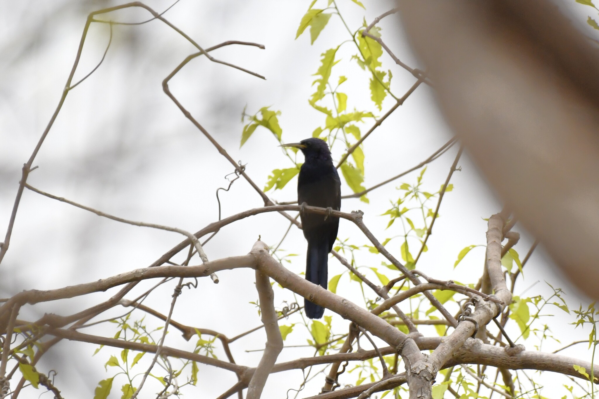 Black Scimitarbill (Rhinopomastus aterrimus), photo 6