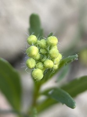 Lepidium jaredii album