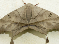 Dysdaemonia brasiliensis