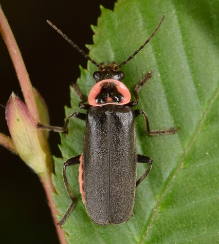 Neglected Soldier Beetle photo 2