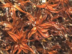 Syntrichia antarctica