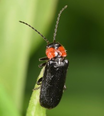 Cantharis tuberculata