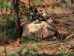 Pyrenacantha malvifolia