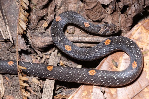 Photo of a Palawan Kukri Snake (Oligodon notospilus)