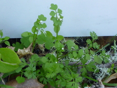 Cardamine oligosperma