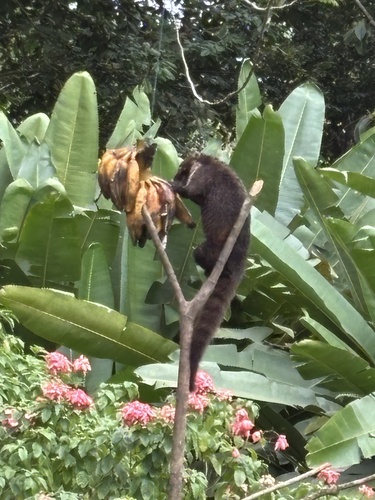 White-nosed Coati observed by christinekirp