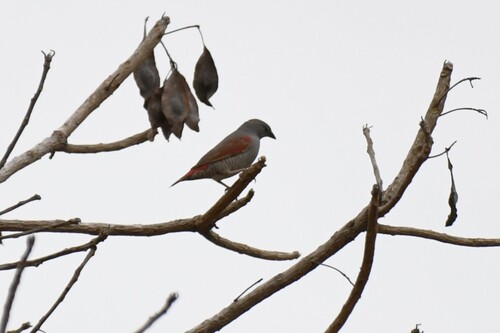 Red-winged Pytilia (Pytilia phoenicoptera)