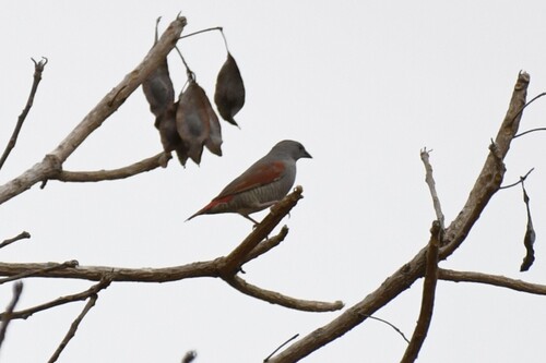 Red-winged Pytilia (Pytilia phoenicoptera), photo 2
