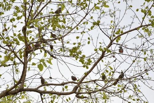 Red-winged Pytilia (Pytilia phoenicoptera), photo 6