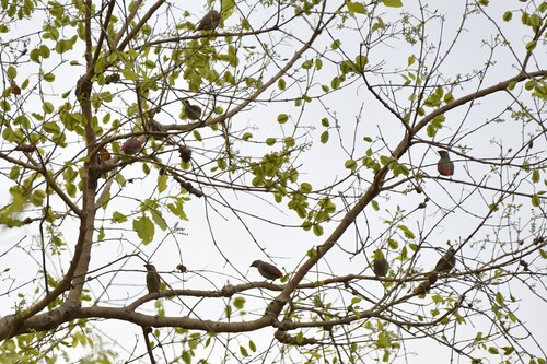Red-winged Pytilia (Pytilia phoenicoptera), photo 8