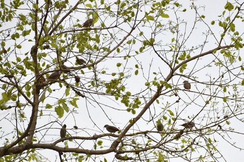 Red-winged Pytilia (Pytilia phoenicoptera), photo 7