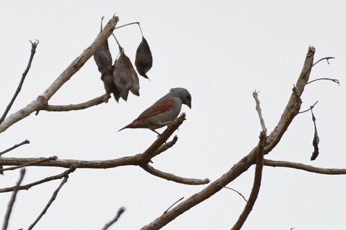 Red-winged Pytilia (Pytilia phoenicoptera), photo 5