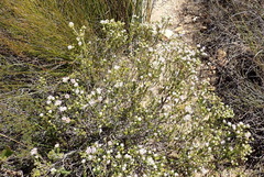 Phylica lachneaeoides