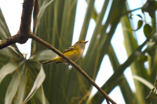 White-eyed Vireo (Vireo griseus), photo 8