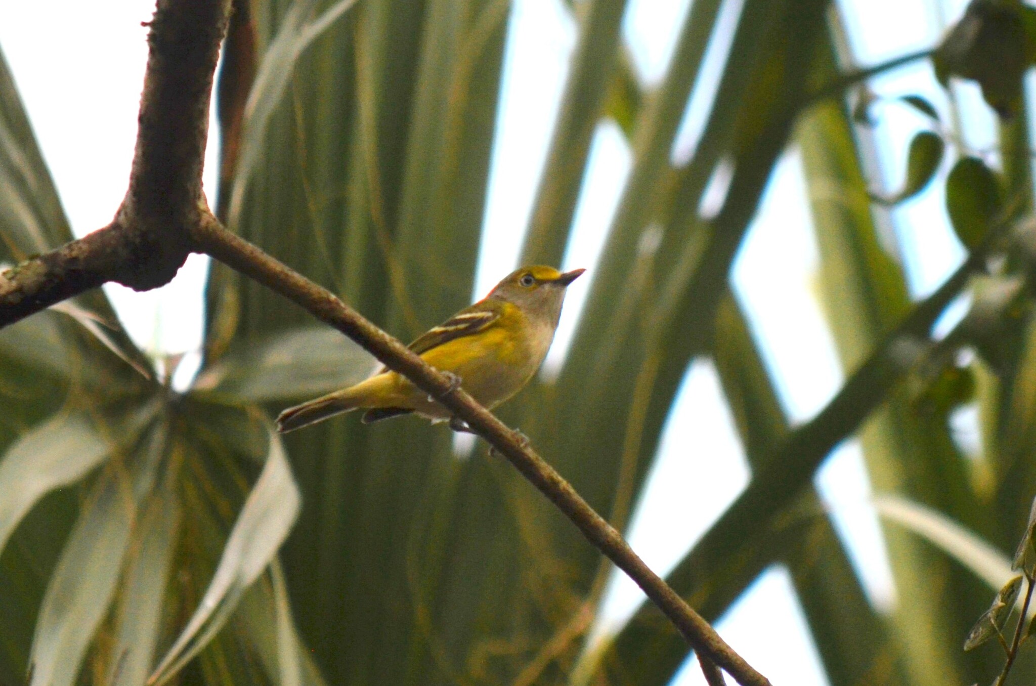 White-eyed Vireo (Vireo griseus), photo 8