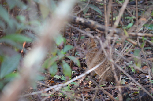Marsh Rabbit observed by gatorhawk