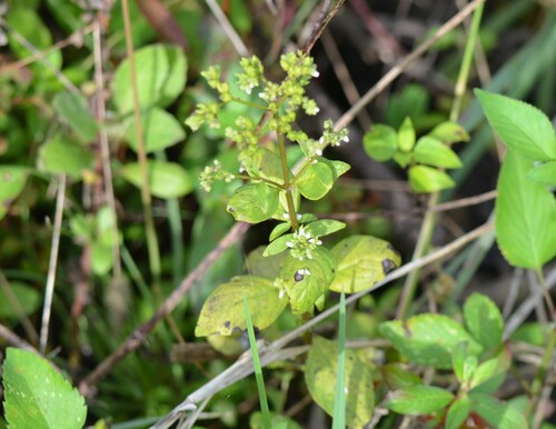 Lax Hornpod (Mitreola petiolata)