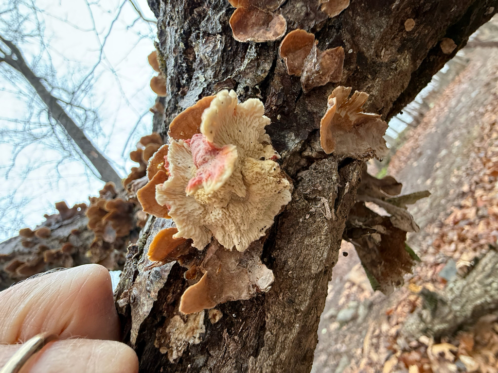Phlebia incarnata · January 2026 · photo: © fluffberger (iNaturalist, cc-by-nc)