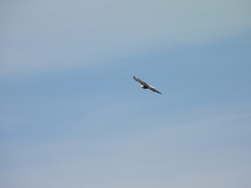Bald Eagle