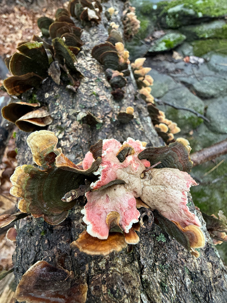 Phlebia incarnata · January 2026 · photo: © fluffberger (iNaturalist, cc-by-nc)