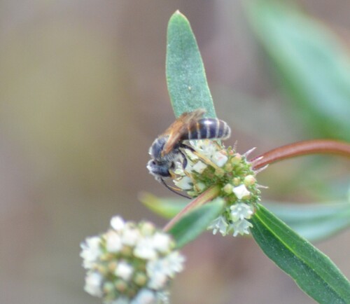 Poey's Furrow Bee photo 4