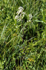 Thalictrum dasycarpum