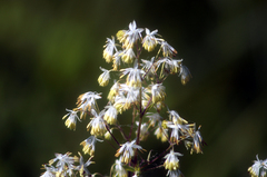 Thalictrum dasycarpum
