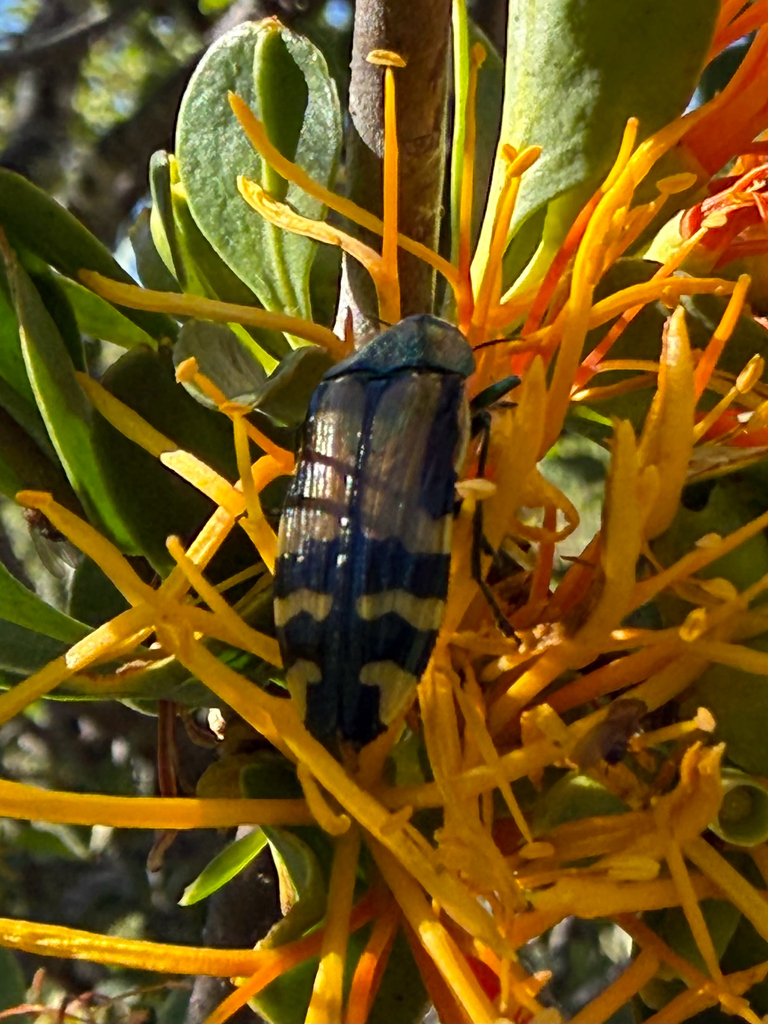 Conognatha errata