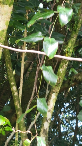 Paederia foetida observed 2026-01-06