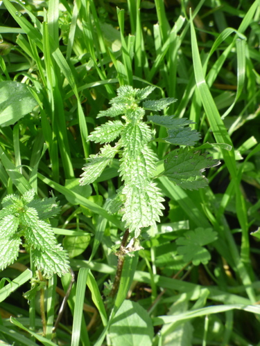 Urtica urens iNat (3)