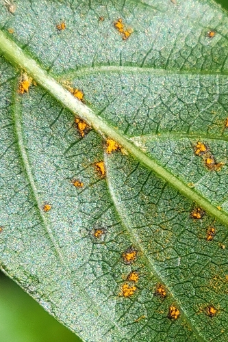 Coleosporium paederiae observed 2026-01-06