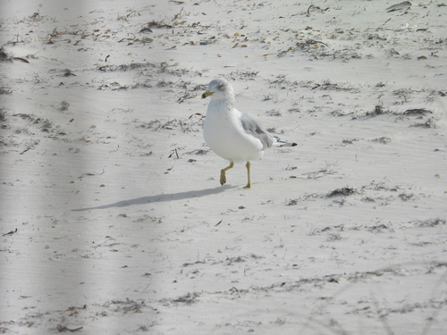 Ring-billed Gull