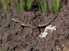 Agama doriae